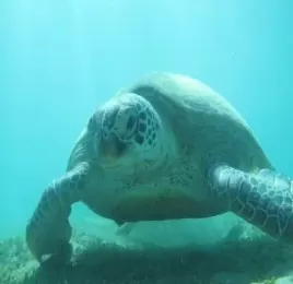 El Quseir Ausflüge 2026