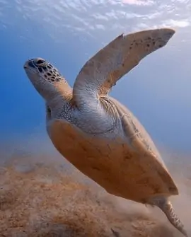 Safaga-Soma bay Ausflüge 2025