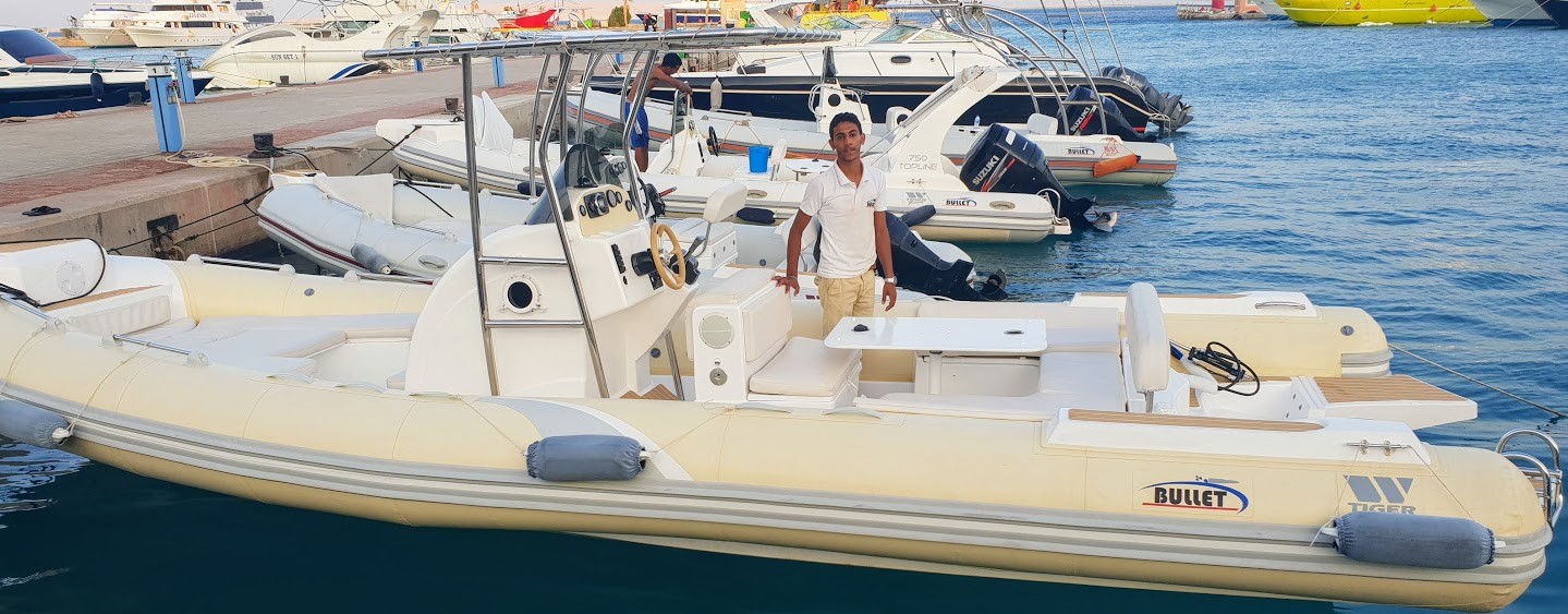 Private dolphin tour by speed boat From El Gouna