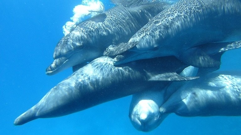 Private Dolphin House Boat Trip from Sahl Hasheesh