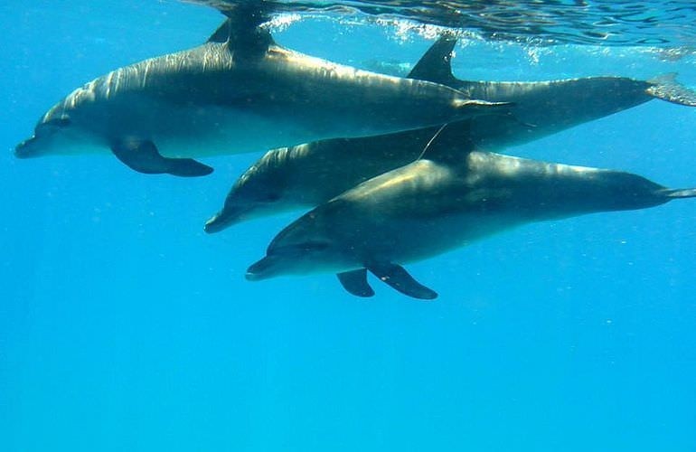 Private Dolphin House Boat Trip from Sahl Hasheesh