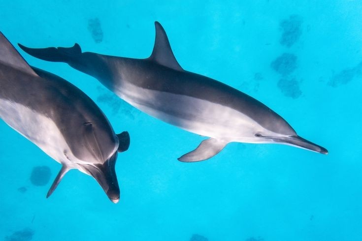 Private Dolphin House Boat Trip from Sahl Hasheesh