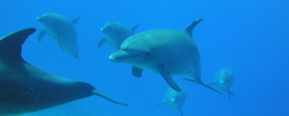 Private Dolphin House Boat Trip from Sahl Hasheesh