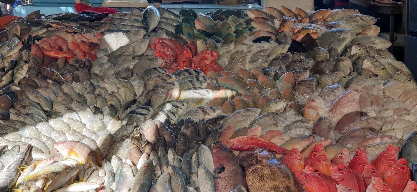 hurghada fisch markt besuchen ab makadi bay