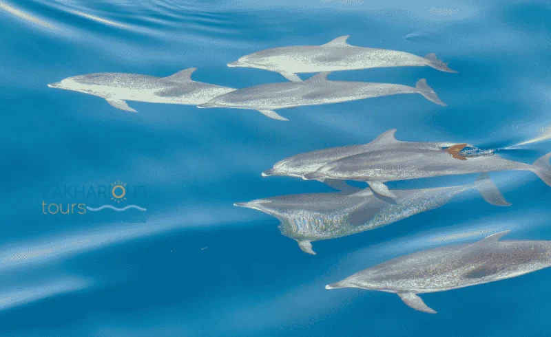 Hurghada dolphins, swimming and snorkeling with dolphins at Dolphin House in Hurghada, dolphin excursion in Hurghada, dolphin tour in Hurghada
