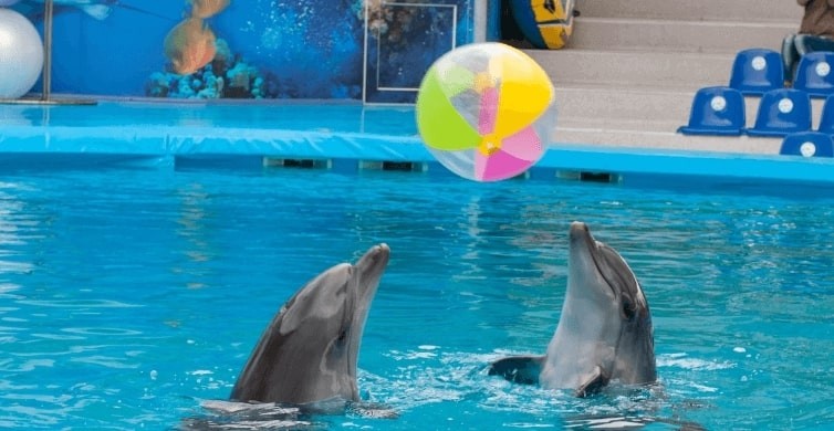 Dolphin Show - Dolphinarium  El Gouna