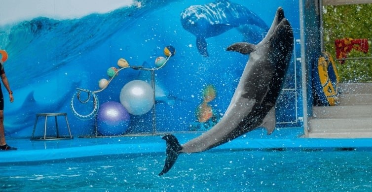 Dolphin Show - Dolphinarium  El Gouna