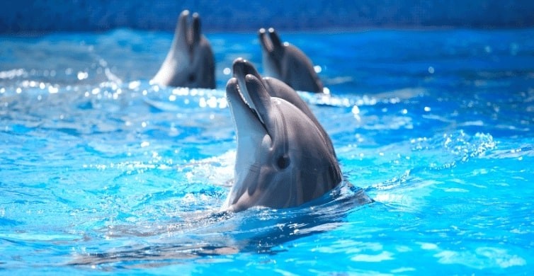 Dolphin Show - Dolphinarium  El Gouna