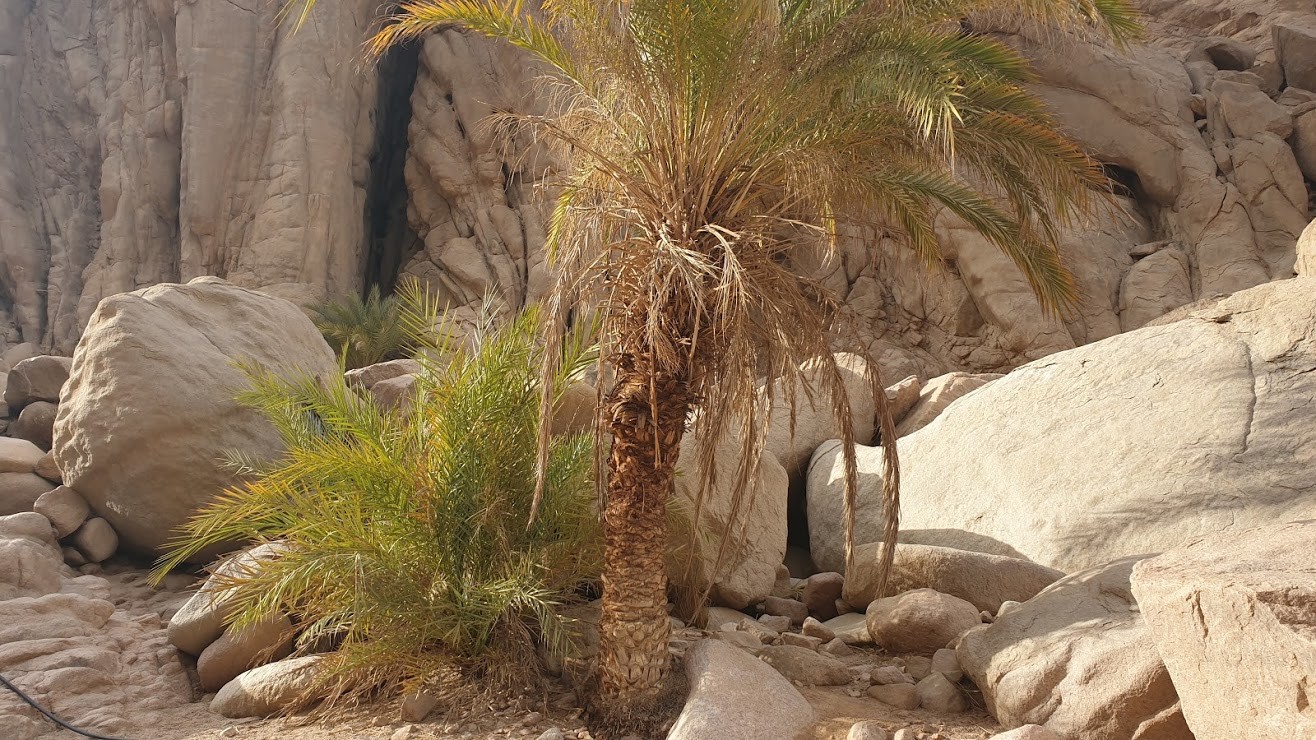 Jeep safari excursion from Soma bay & Safaga