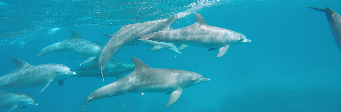 Swim with the dolphin tour from Sahl Hasheesh-Makadi Bay