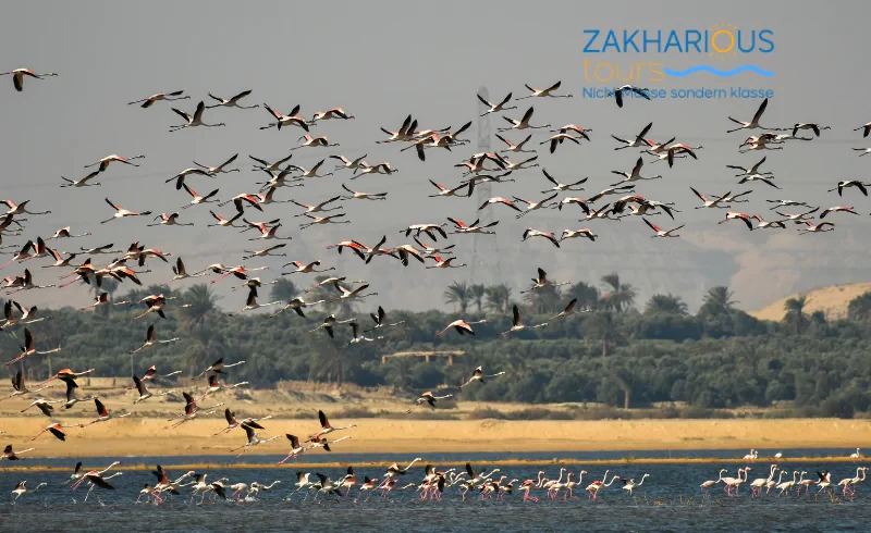 Private day trip to Fayoum Oasis from Cairo