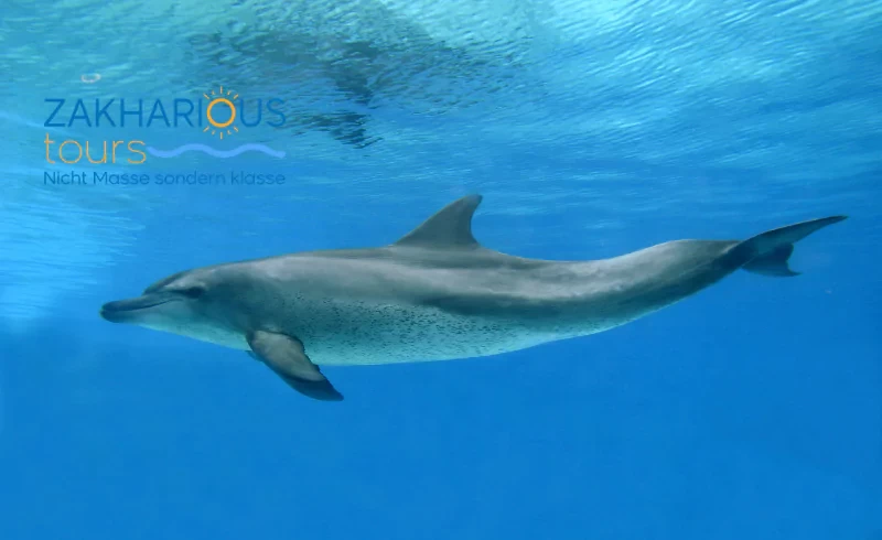 Elite Dolphin House Tour Red Sea Sahl Hasheesh samll Group 10-15 Persons