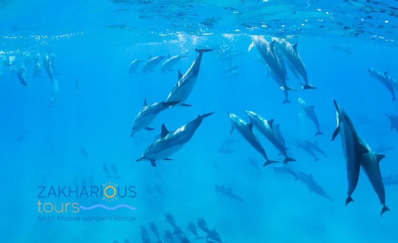 Elite Dolphin House Tour Red Sea Sahl Hasheesh samll Group 10-15 Persons