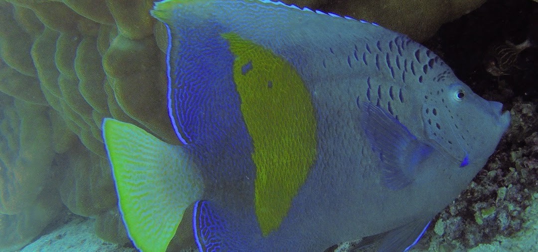 Sahl Hasheesh & Makadi Bay: Snorkeling Tour to Giftun Island
