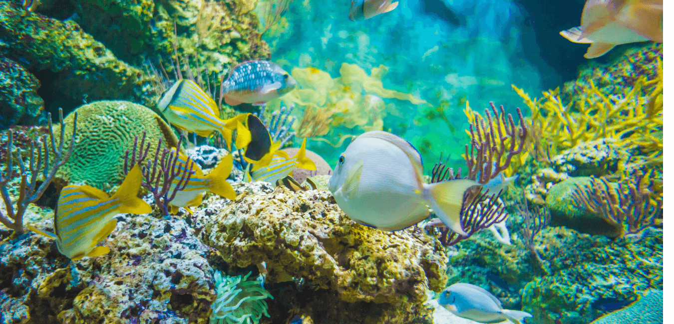 Sharm El Naga bay Snorkeling Trip with Lunch from Sahl Hasheesh