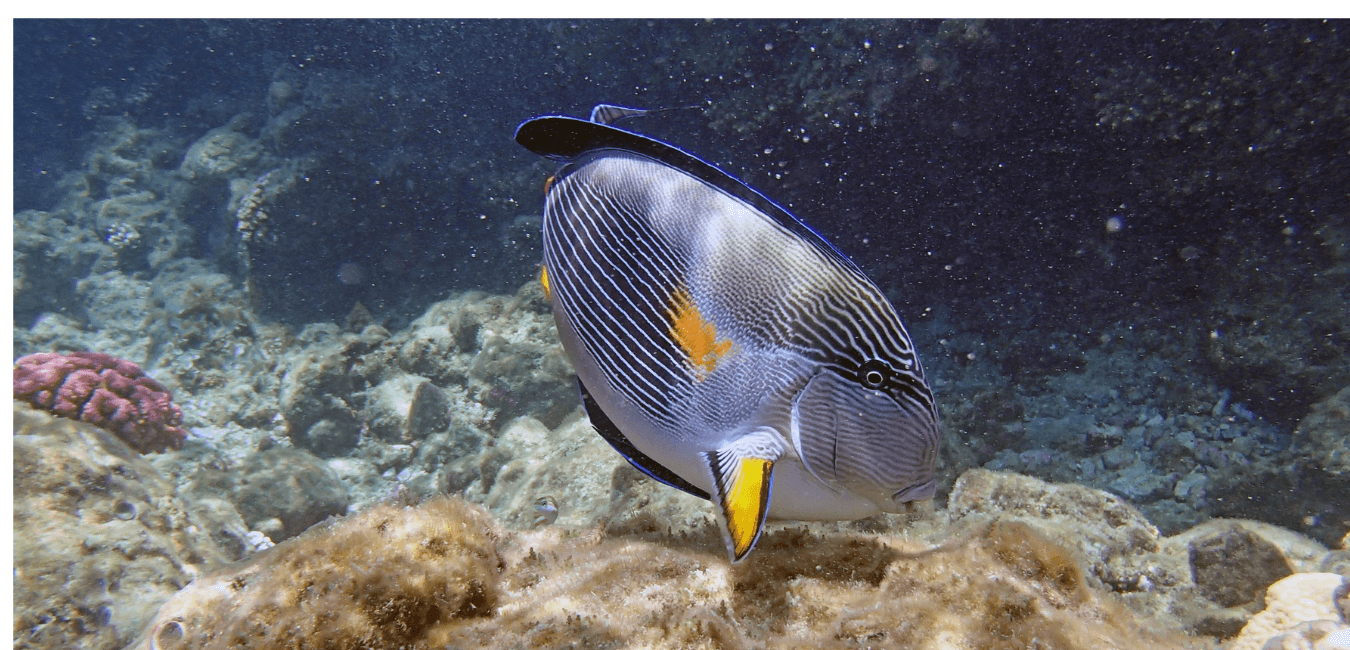 Sharm El Naga bay Snorkeling Trip with Lunch from Sahl Hasheesh