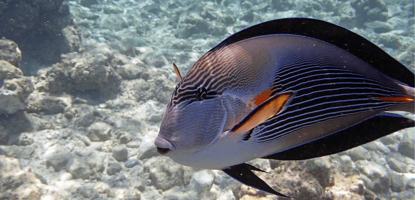 Sharm El Naga bay Snorkeling Trip with Lunch from Sahl Hasheesh