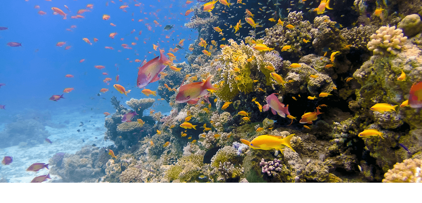 Sharm El Naga bay Snorkeling Trip with Lunch from Sahl Hasheesh