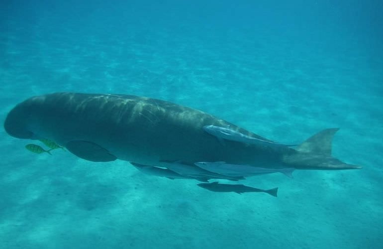Abu Dabbab Bay Turtle | Dugong manatee excursion from Hurghada 
