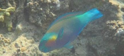 From sahl hasheesh: snorkeling tour to Utopia Island