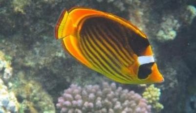 Snorkeling trip to Utopia Island in Soma bay & Safaga
