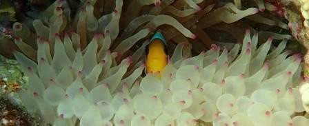 Sindbad Submarine submarine tour from Hurghada