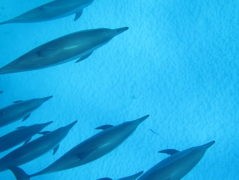 Swim with the Dolphins: Sataya Island Tour from Marsa Alam