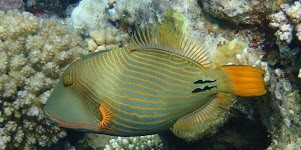From El Quseir snorkeling tour from Port Ghalib in Marsa Alam
