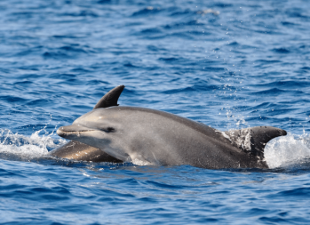 Dolphin House Hurghada Boat Trip