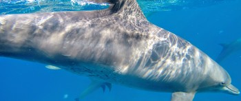 Delfin Tour mit dem Speedboot ab Hurghada