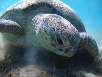 Swimming with the turtles in Abu Dabbab Bay from Makadi bay