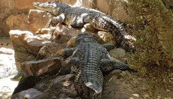 From El Gouna: Hurghada Grand Aquarium