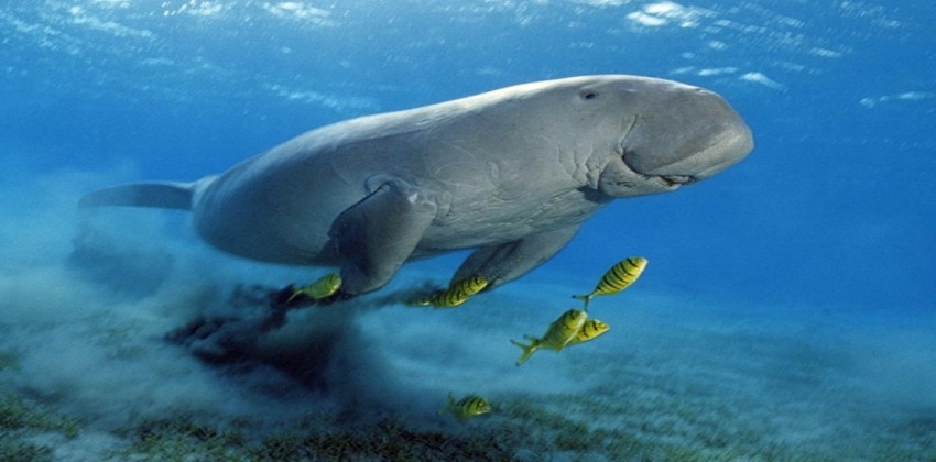 abu dabbab dogung bucht in marsa alam