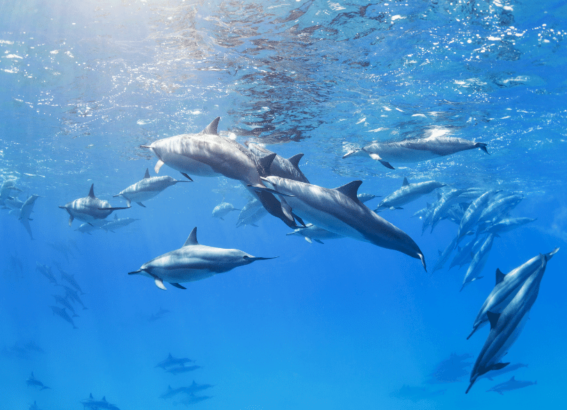 Delfin Tour Sahl Hasheesh Privat | Delfinschwimmen Sahl Hasheesh Ausflug