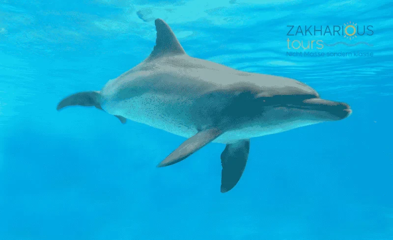 hurghada delfine, schwimmen und schnorcheln mit den delfinen in Hurghada dolphin house , delfin ausflug hurghada, delfin tour hurghada