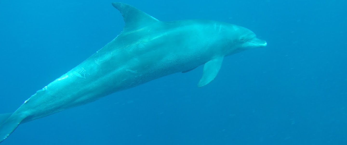 Dolphin House Tour ab El Gouna Delfinschwimmen mit Delfinen schwimmen El Gouna  Delphin schwimmen
