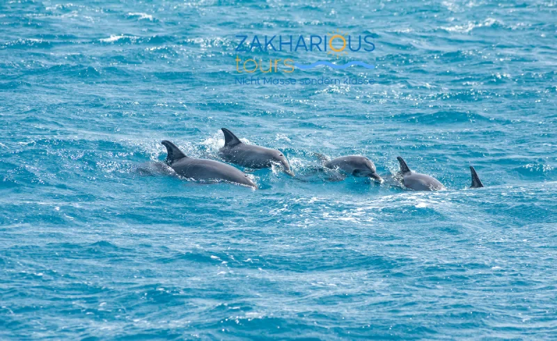 Dolphin House Tour Sahl Hasheesh Delfin Tour Kleingruppe 10-15 Personen 