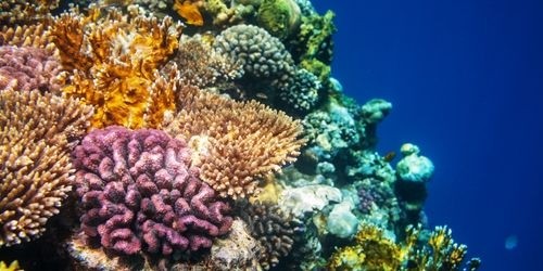 Schnorcheln in den Hamata Inseln von Marsa Alam