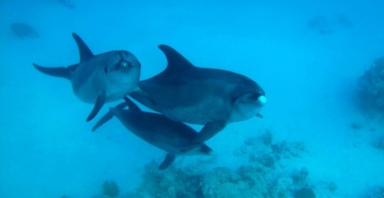 hurghada delfine, schwimmen und schnorcheln mit den delfinen in Hurghada dolphin house , delfin ausflug hurghada, delfin tour hurghada