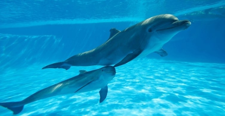 hurghada delfine, schwimmen und schnorcheln mit den delfinen in Hurghada dolphin house , delfin ausflug hurghada, delfin tour hurghada