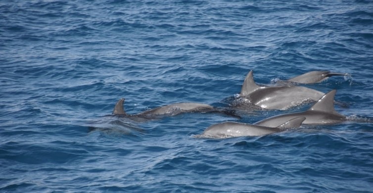 hurghada delfine, schwimmen und schnorcheln mit den delfinen in Hurghada dolphin house , delfin ausflug hurghada, delfin tour hurghada