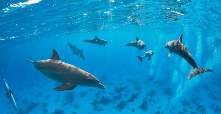 hurghada delfine, schwimmen und schnorcheln mit den delfinen in Hurghada dolphin house , delfin ausflug hurghada, delfin tour hurghada
