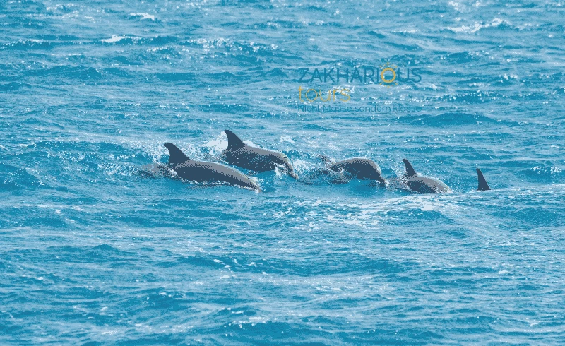hurghada dolphin house tour mit delfinen schwimme, delfinschwimmen hurghada, walhaie delfine,Delfintour, delfinausflug, delfin tour, trip, touren, delfin tour hurghada, tour hurghada tours, hurghada tours, hurghada delfine, touren hurghada, delfin touren,