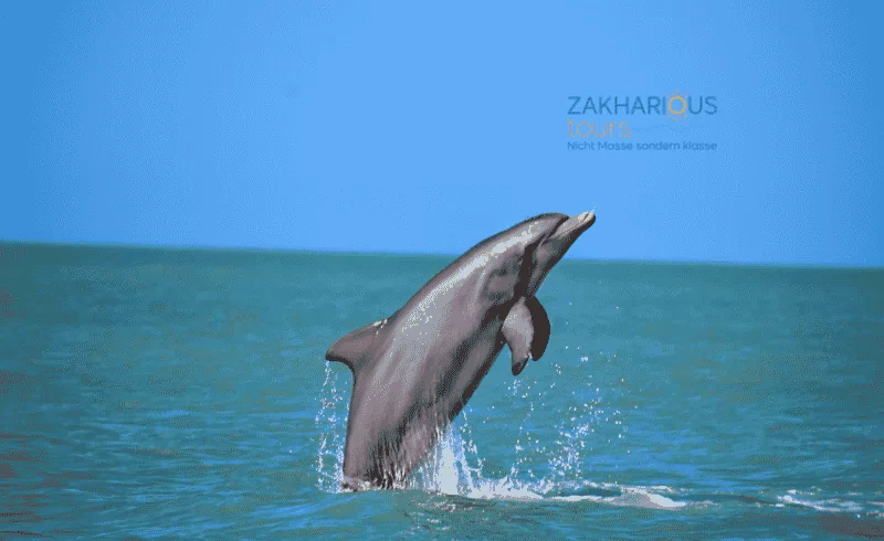delfinschwimmen hurghada mo delfine hurghada, delphinen hurghada, delfin tour hurghada, rote meer delfin, trümmler walhaie, Delfintour, delfinausflug, delfin tour, trip, touren, delfin tour hurghada, tour hurghada tours, hurghada tours, hurghada delfine,