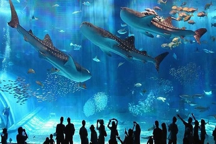 hurghada grand aquarium, hurghada sehenswürdigkeiten hurghada grand Aquarium red sea rotes meer ausflug zoo hurghada