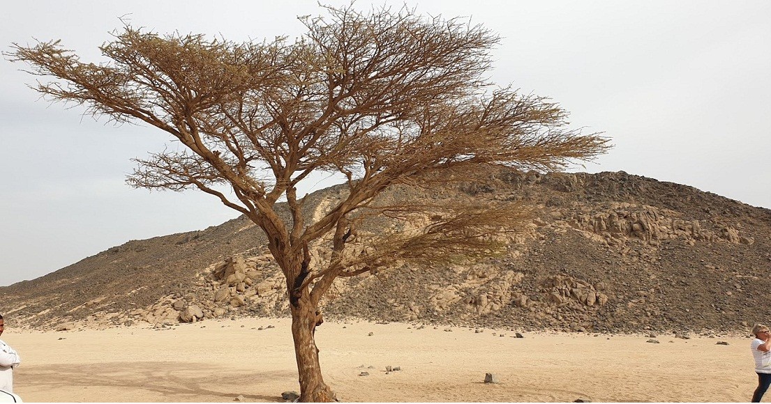 die Akissa Baum bei der jeep safari tour von safaga und soma bay
