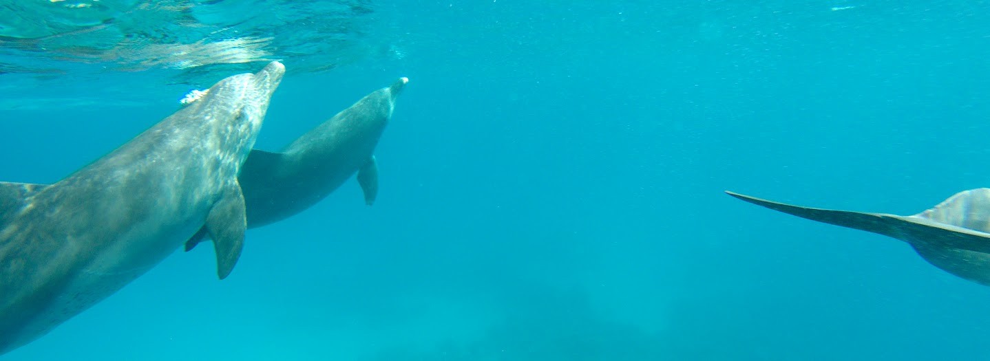 schwimmen und schnorchen mit den delfinen in makadi bay