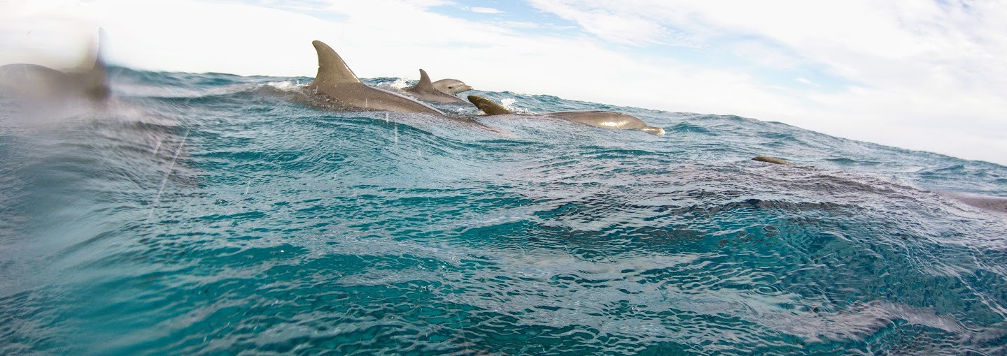 makadi bay dolphin tour