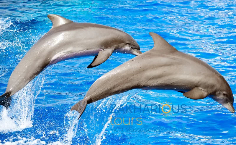 Dolphin House Tour Sahl Hasheesh Delfin Tour Kleingruppe 10-15 Personen 