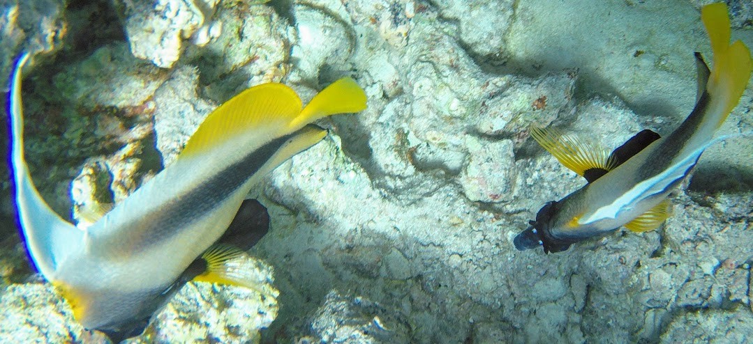 makadi bay & Sahl hasheesh ausflug zur giftun insel